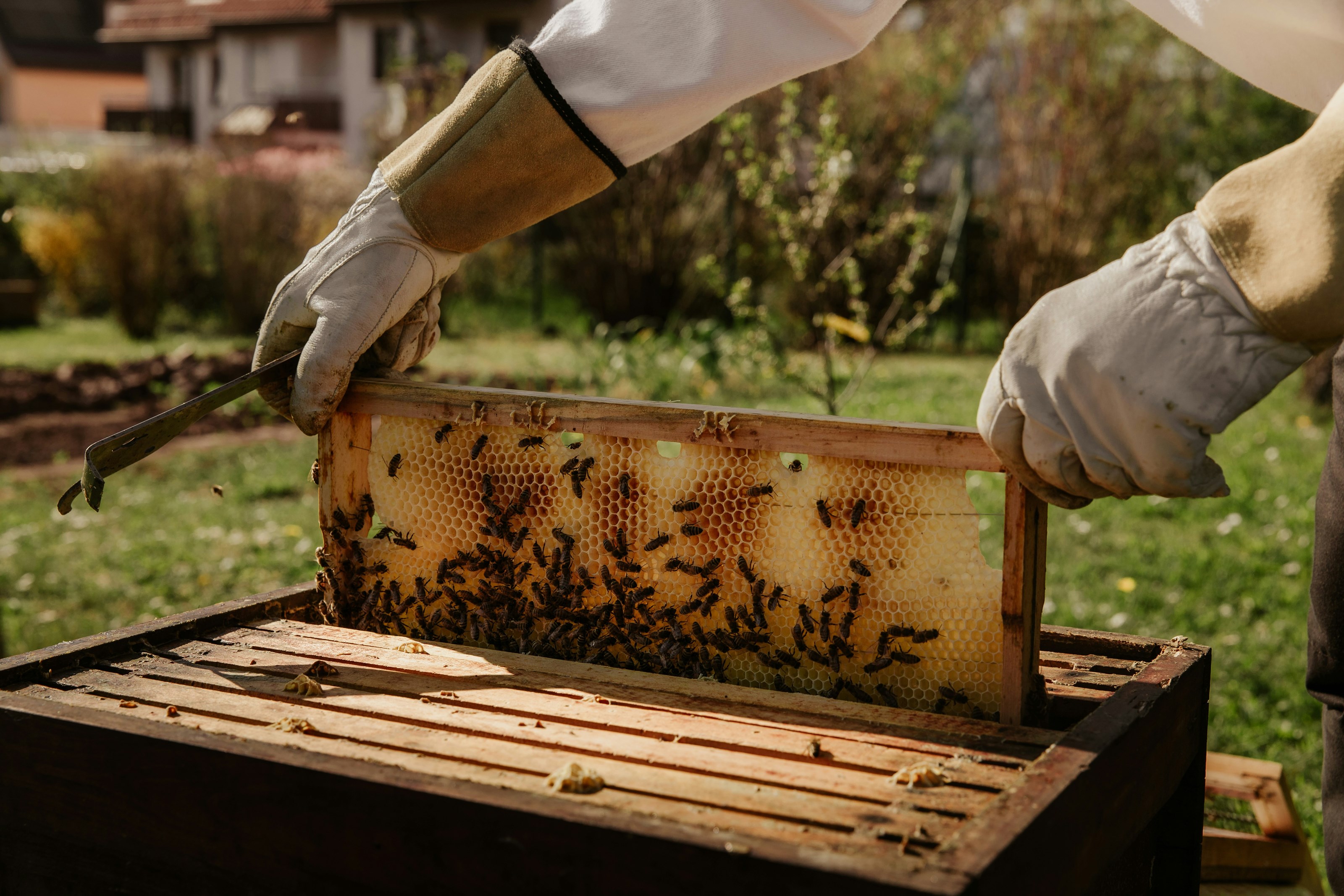<p><strong>Beekeeper</strong><br>Between tending his hives, he'll let you taste the golden honey of the Aravis mountains, a pure concentrate of alpine sunshine.</p> -image