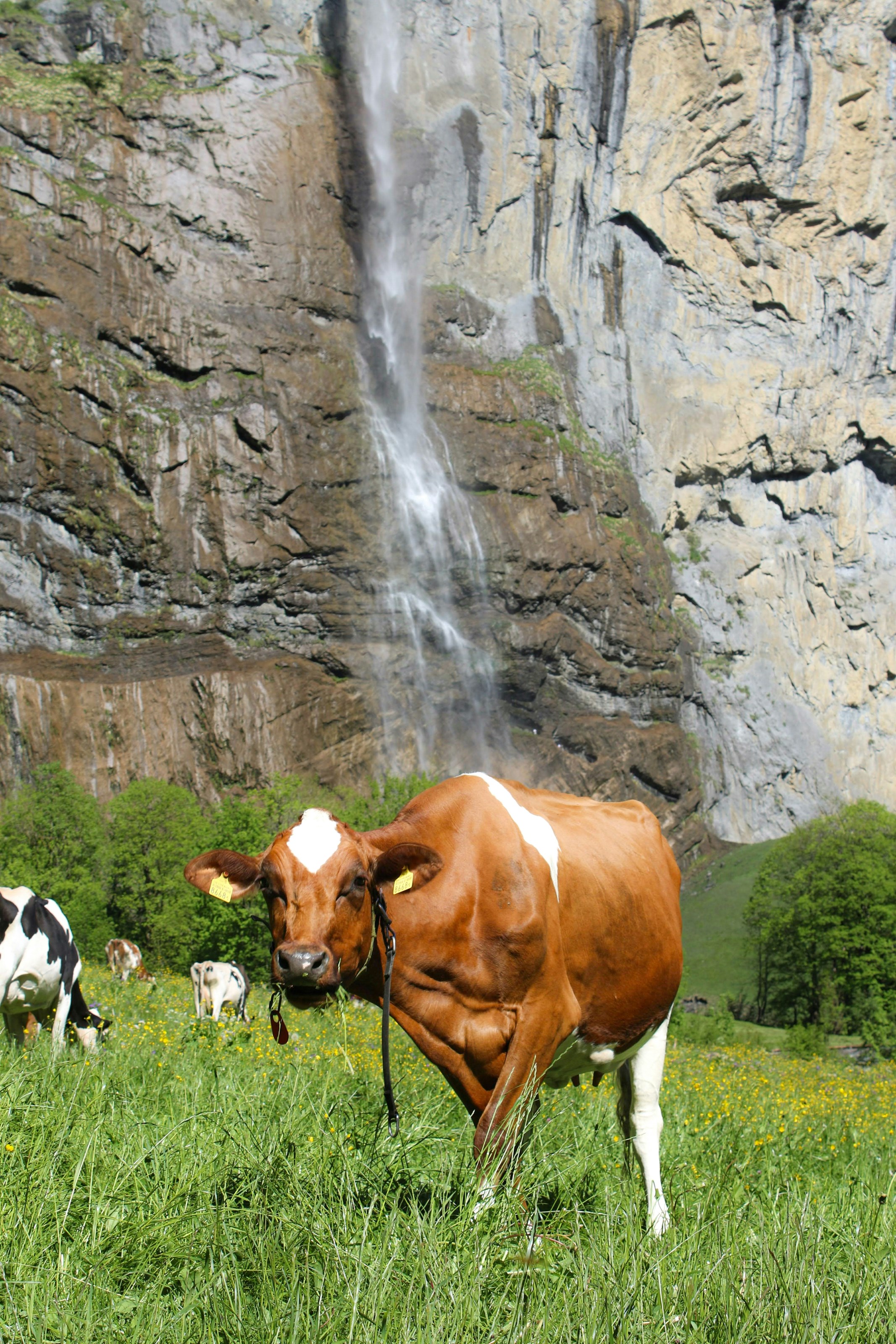 <p><strong>Reblochon cheese producer</strong><br>With her herd and her expertise, she perpetuates the authentic taste of mountain cheese.</p> -image